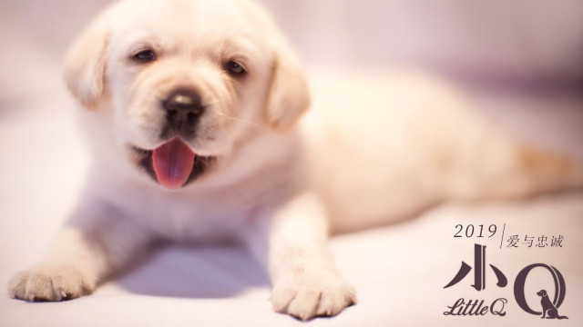 Kichkintoy Kyu backdrop