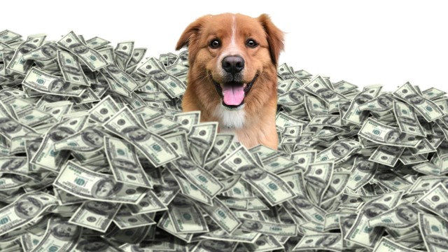 Momiq omad / Mo'ynali boylik backdrop