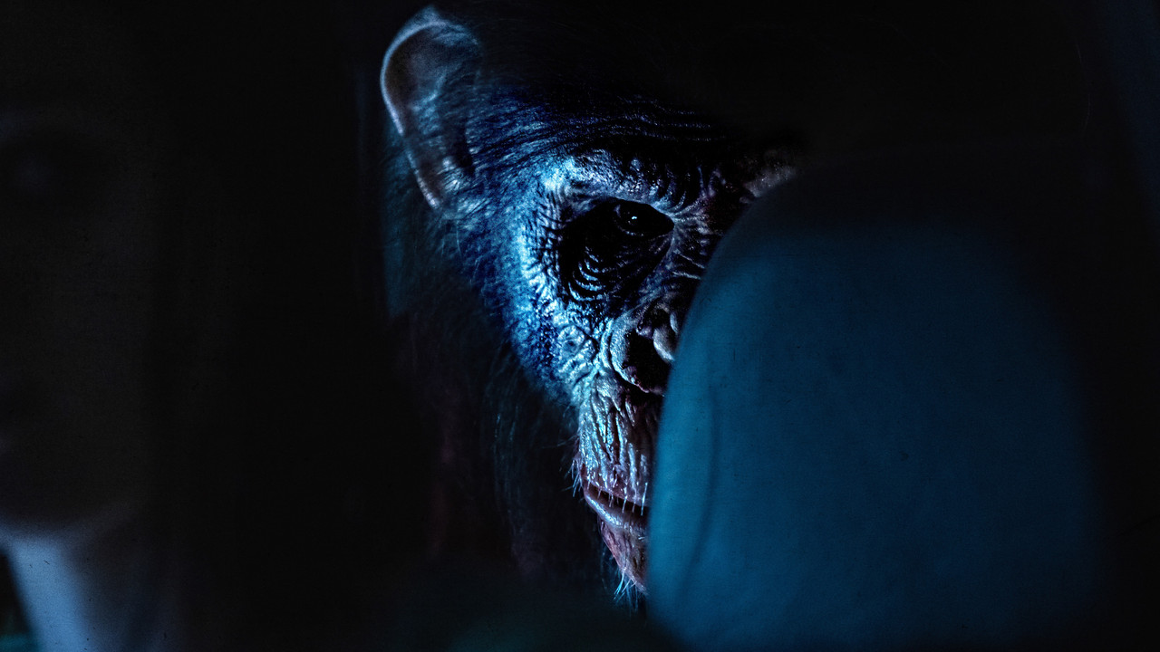 Quturgan maymun / Primat backdrop